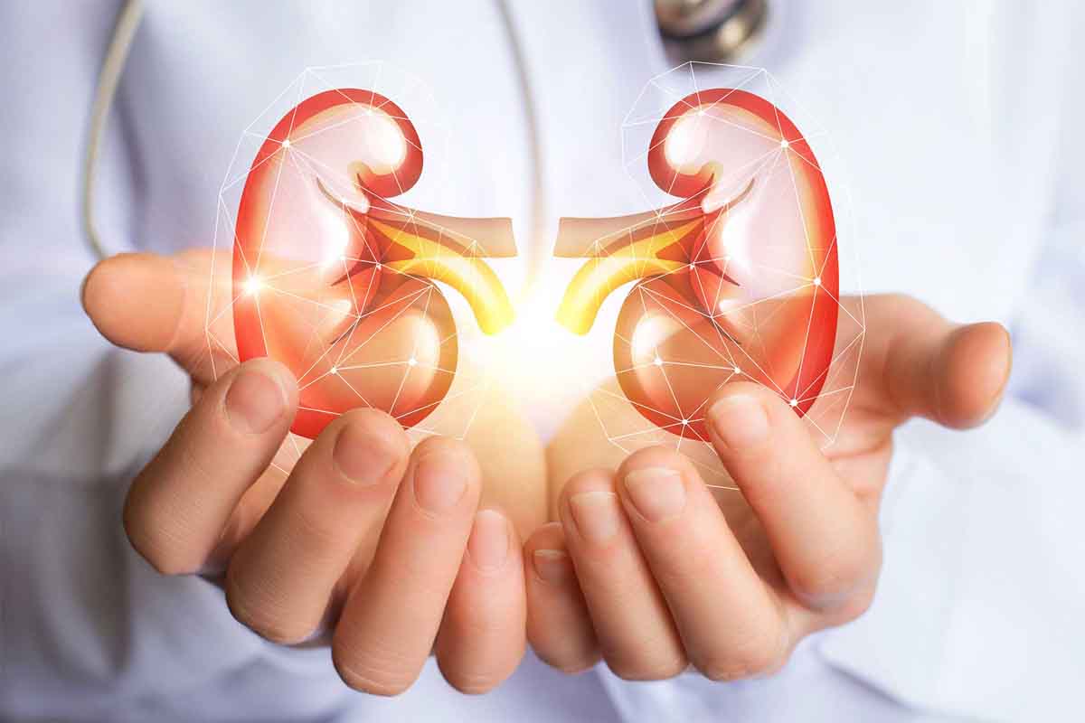 وظیفه کلیه ها چیست؟ ساختار، عملکرد و کاربرد