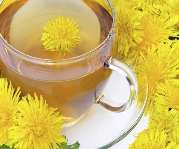 گیاه قاصدک