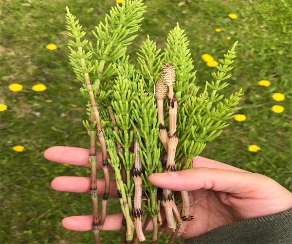گیاه دم اسب مفید برای دفع سنگ کلیه